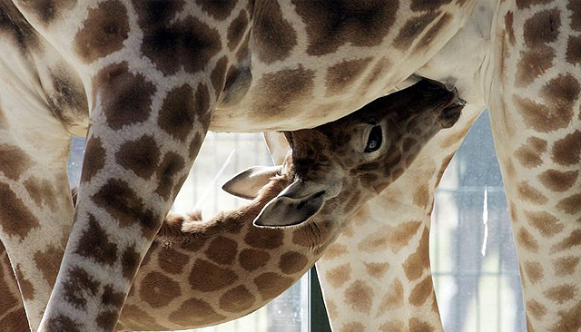 Geburt im Giraffenhaus